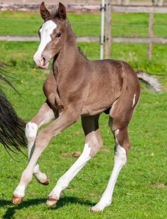 Quality Stud - Foals and Sporthorses